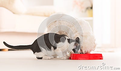 Dog and cat eating food from a bowl Stock Photo