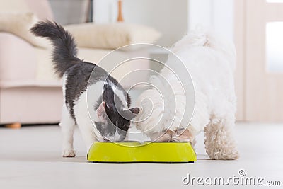 Dog and cat eating food from a bowl Stock Photo