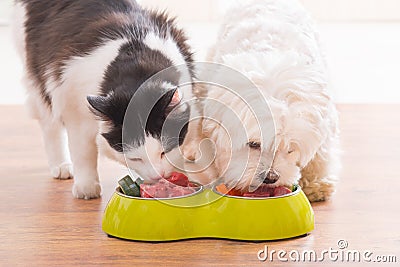 Dog and cat eating natural food from a bowl Stock Photo