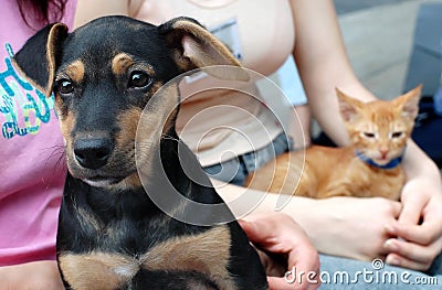 Dog and cat in frends hands Stock Photo