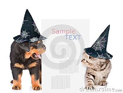 Dog and cat with hats for halloween peeks out from behind the billboard and looking at text. isolated on white background Stock Photo