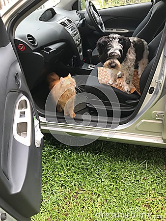 Dog and cat inside the car Stock Photo