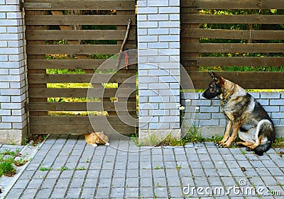 Dog and cat Stock Photo