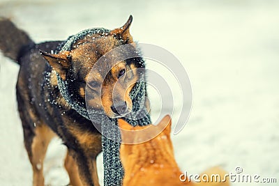 Dog and cat sniffing each other in winter Stock Photo