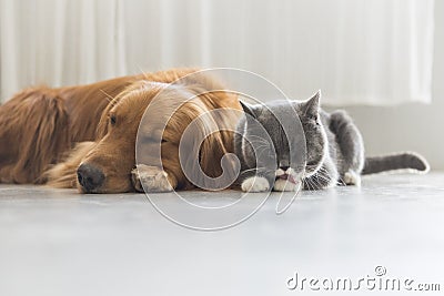 A Dog and A cat snuggle together Stock Photo