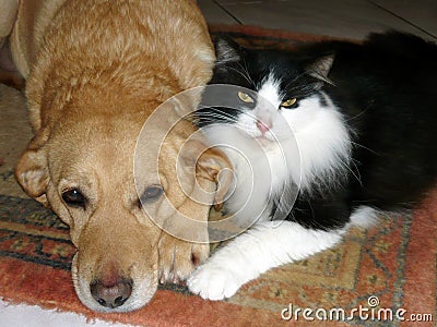 Dog and cat together Stock Photo