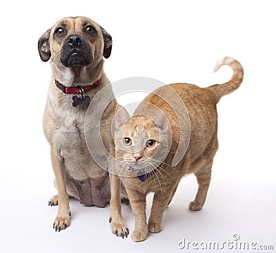 Dog and Cat Together Stock Photo