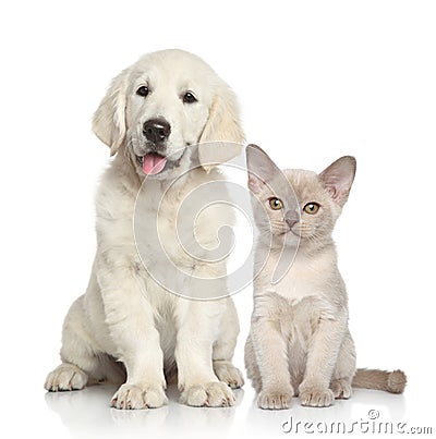 Dog and Cat together Stock Photo