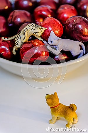 Dog and cat toy display on the cherry bowl Stock Photo