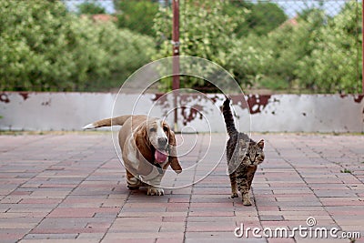 Dog and cat Stock Photo