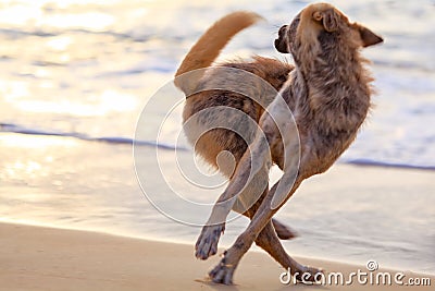 The dog catches its own tail. Stock Photo