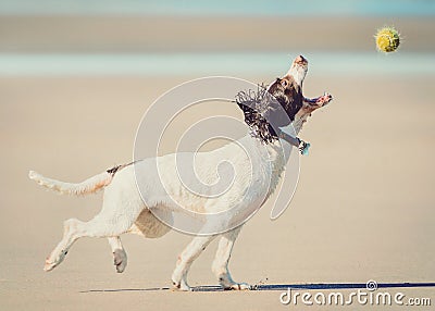 Dog catching ball Stock Photo