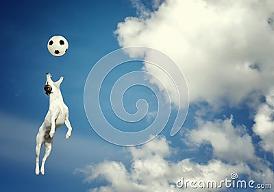 Dog catching a ball in midair Stock Photo