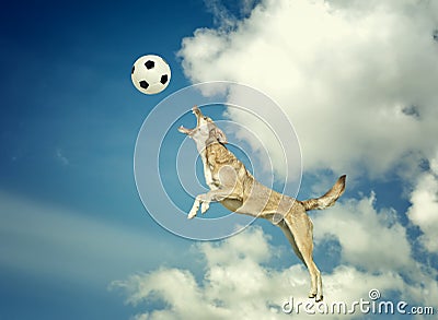 Dog catching a ball in midair Stock Photo