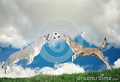 Dog catching a ball in midair Stock Photo