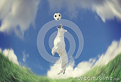 Dog catching a ball in midair Stock Photo