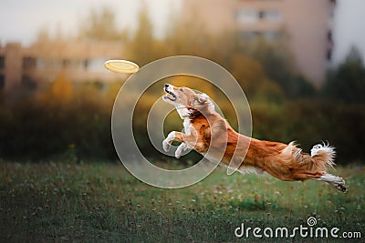 Dog catching disk in jump Stock Photo