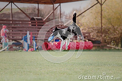 Dog catching flying disk in jump, pet playing outdoors in a park. sporting event, achievement in sport Editorial Stock Photo