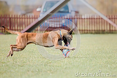 Dog catching flying disk in jump, pet playing outdoors in a park. sporting event, achievement in sport Editorial Stock Photo