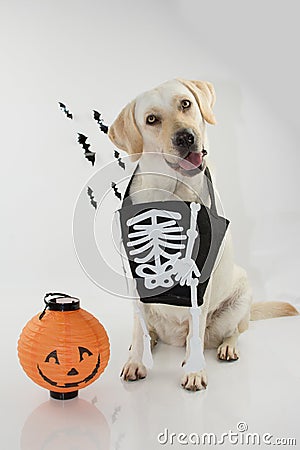 DOG CELEBRATING HALLOWEEN WITH A ORANGE PUMPKIN AND A SKULL BAG F Stock Photo