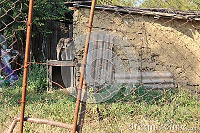 Dog chained next to an old barn Stock Photo