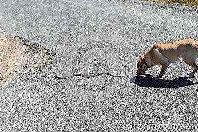 Dog Chases Snake Stock Photo