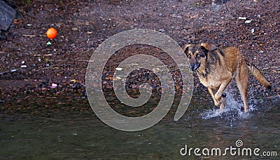 Dog Chasing Ball Stock Photo