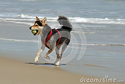 Dog chasing ball on the beach Stock Photo