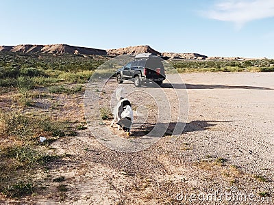 Dog chasing ball Editorial Stock Photo