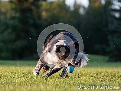 Dog chasing ball on grass Stock Photo