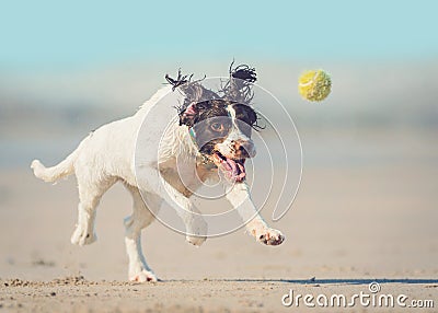 Dog chasing ball Stock Photo