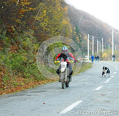 Dog chasing KTM Enduro motorcycles and riders Editorial Stock Photo