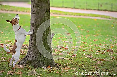 Dog chasing squirrel up tree, but it is hiding Stock Photo