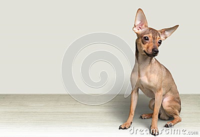 Dog Stock Photo