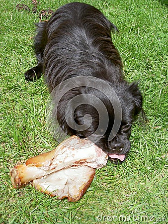 Dog Chewing Stock Photo