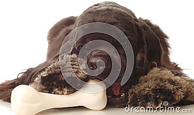 Dog chewing on bone Stock Photo