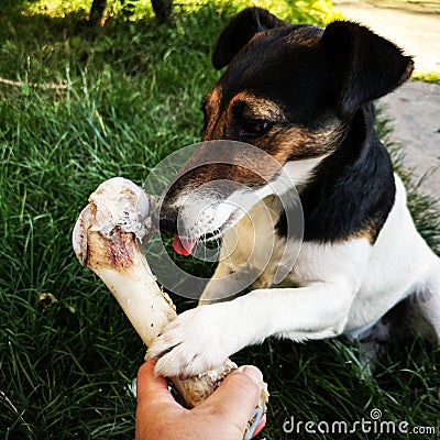 Dog chewing on huge bone Stock Photo