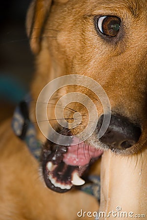 Dog Chewing a Rawhide Bone Stock Photo