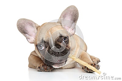 Dog chewing a stick Stock Photo