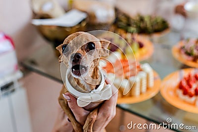 Dog Chihuahua in holiday attire Stock Photo
