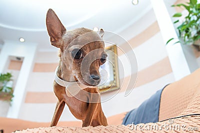 Dog Chihuahua in holiday attire Stock Photo