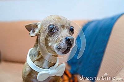 Dog Chihuahua in holiday attire Stock Photo