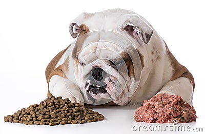 Dog choosing kibble Stock Photo