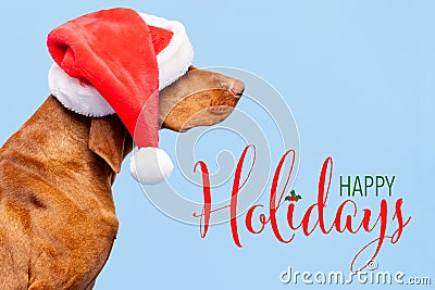 Dog Christmas Background. Vizsla wearing red Santa hat studio portrait on pastel blue background. Side view. Stock Photo