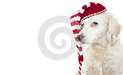 DOG CHRISTMAS. CUTE PUPPY CELEBRATING HOLIDAYS WEARING A STRIPED RED SANTA HAT. ISOLATED AGAINST WHITE BACKGROUND Stock Photo