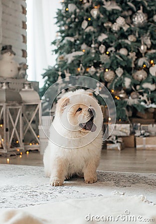 Dog in Christmas decorations Stock Photo