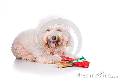 Dog with Christmas gift bone wrapped in ribbon Stock Photo