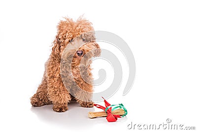 Dog with Christmas gift bone wrapped in ribbon Stock Photo