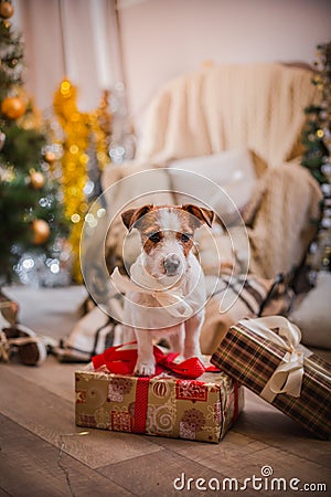Dog christmas, new year, Jack Russell Terrier Stock Photo