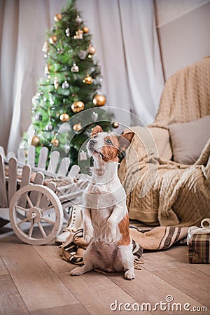 Dog christmas, new year, Jack Russell Terrier Stock Photo